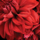 Весы напольные SCARLETT SC-BS33E027